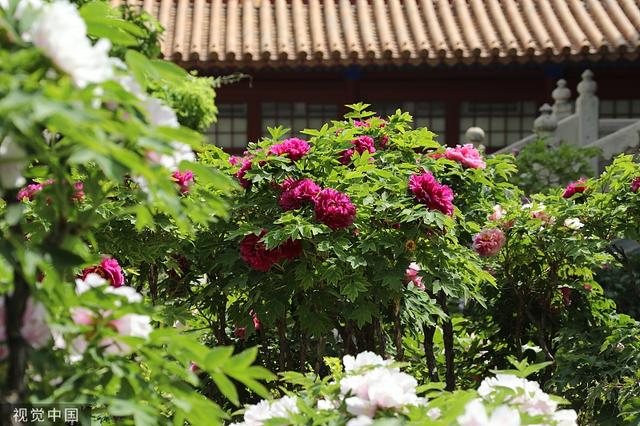 御花园Hlh霍御花园中的霍氏风华-第3张图片