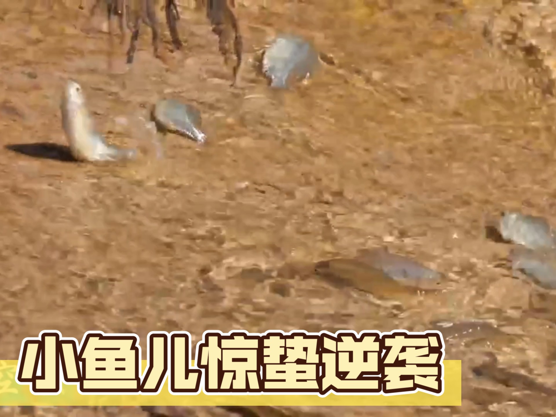 小鱼儿心水论免费开奖结果小鱼儿心水论坛，探索网络世界的乐园-第1张图片