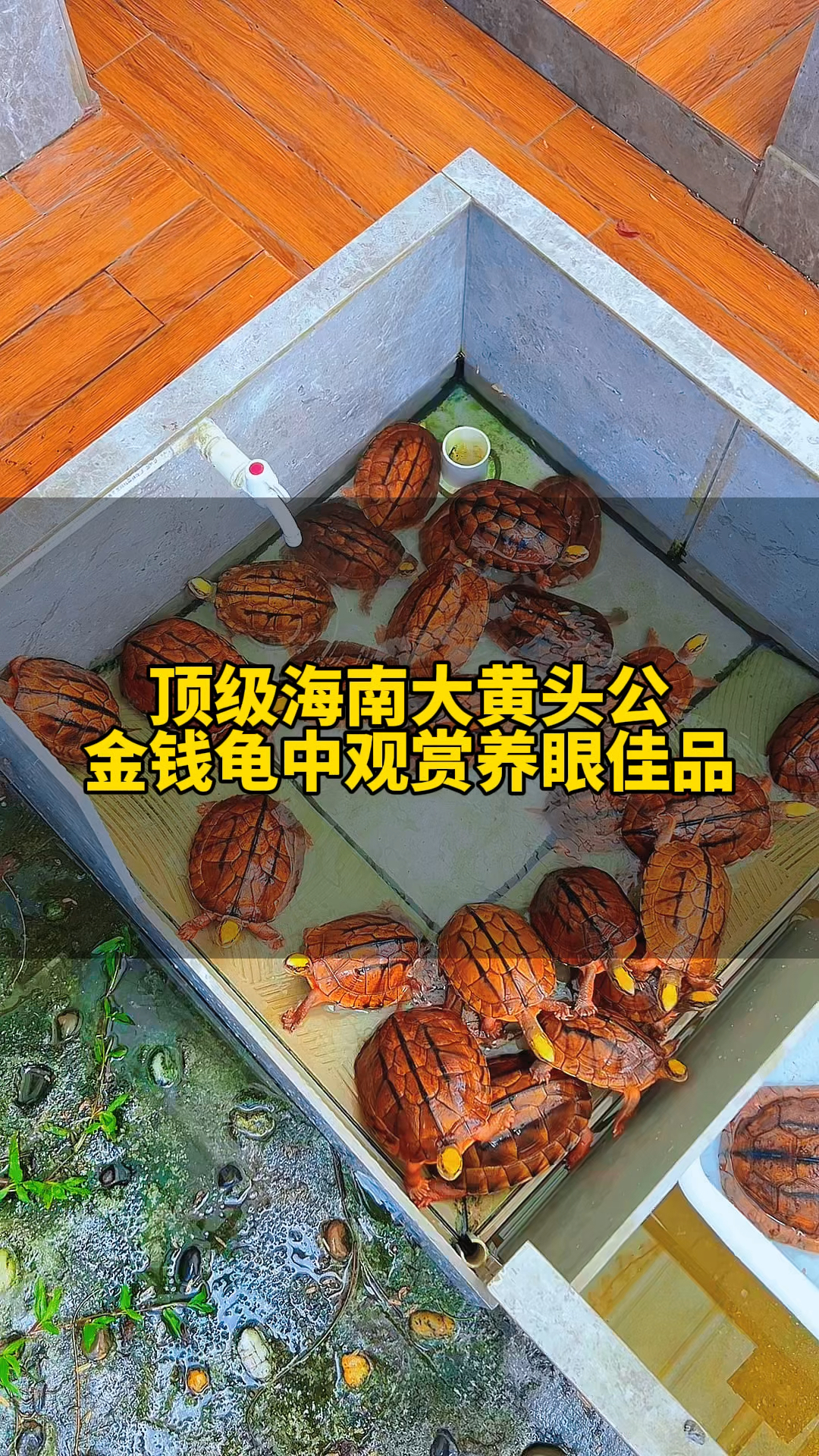 金钱龟价格，市场动态与影响因素-第1张图片