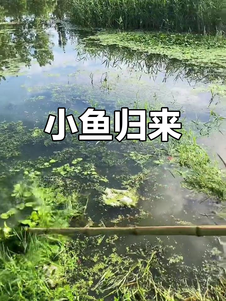 小鱼儿心水论坛小鱼儿心水论坛，探索网络世界的乐园-第1张图片