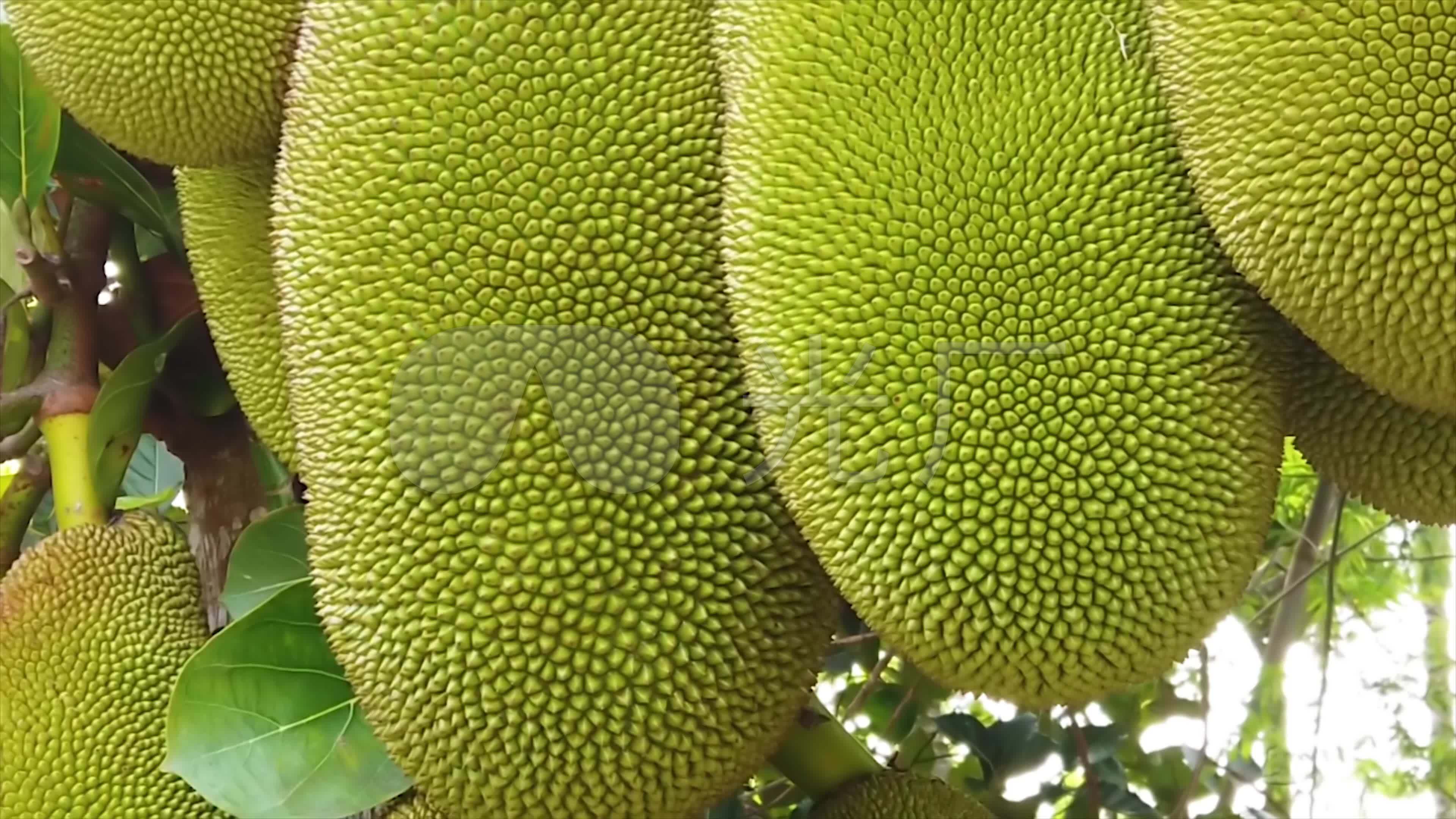 菠萝蜜视频免费观看电视剧大全蜜瓜啦啦啦菠萝蜜啦啦啦——一首充满活力的歌曲
