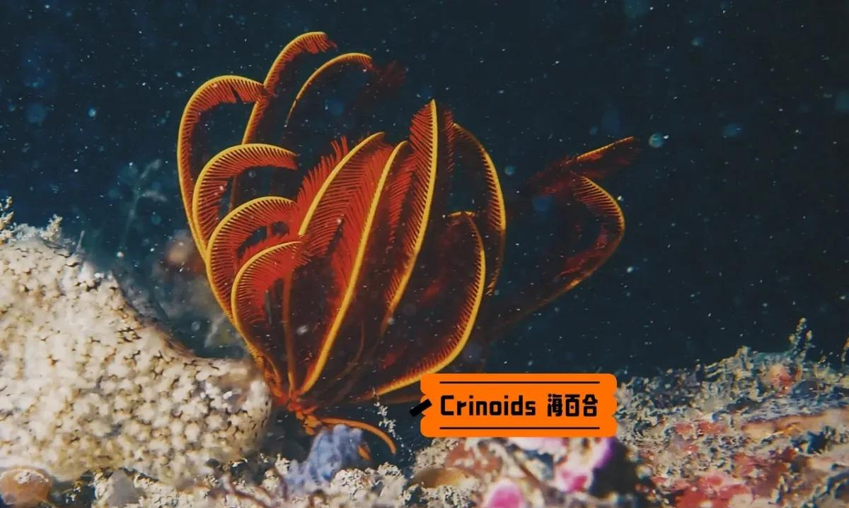 七夜娃娃七夜娃娃，神秘生物的探索之旅