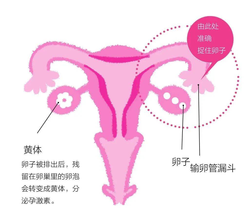 大咪咪网，女性健康与美丽的新天地-第1张图片