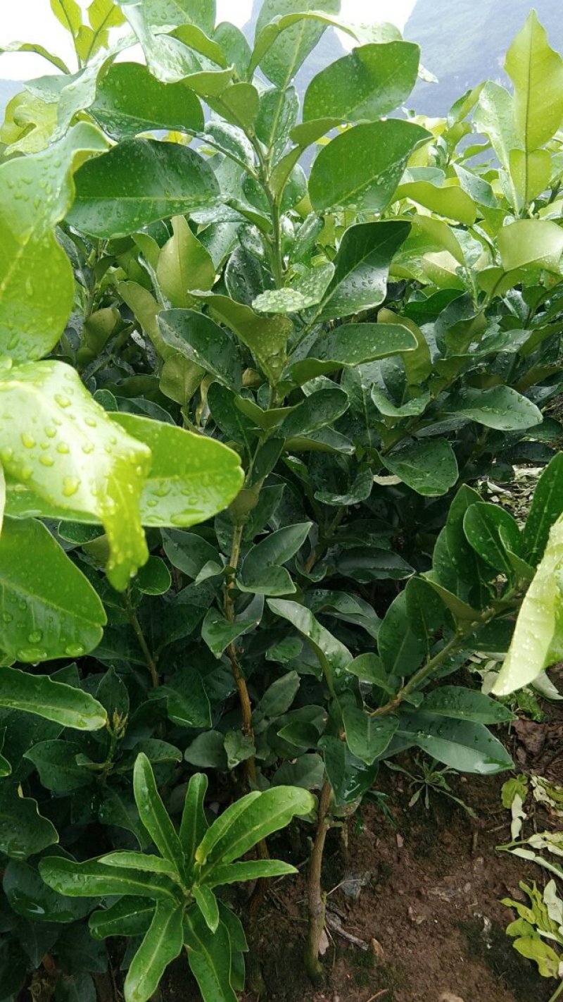 蜜柚在线观看免费版高清蜜柚在线观看免费版高清文章-第2张图片