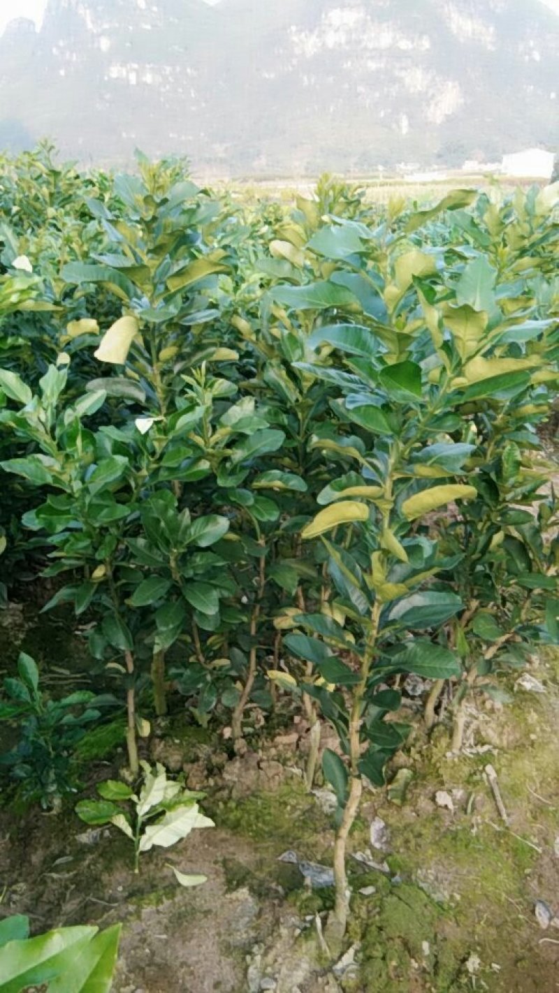 蜜柚在线观看免费版高清蜜柚在线观看免费版高清文章-第3张图片