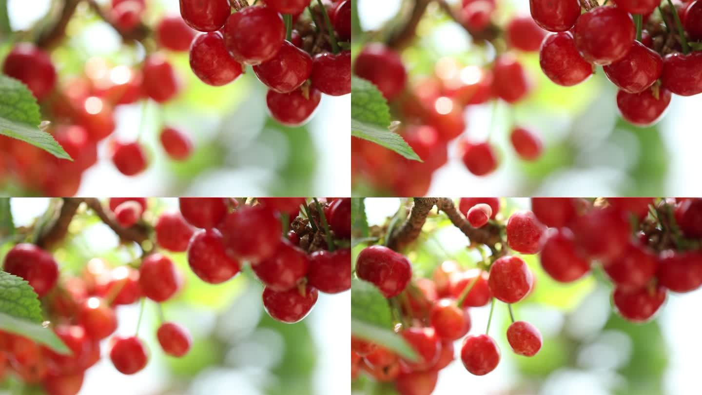 樱桃视频免费观看视频大全版樱桃视频免费观看视频大全