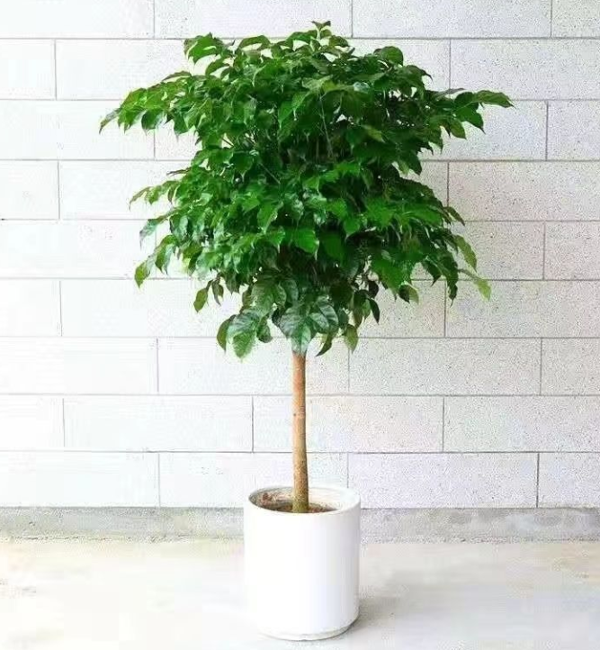 摇钱树心水忪坛334435摇钱树心水忪坛，探寻神秘宝藏-第2张图片
