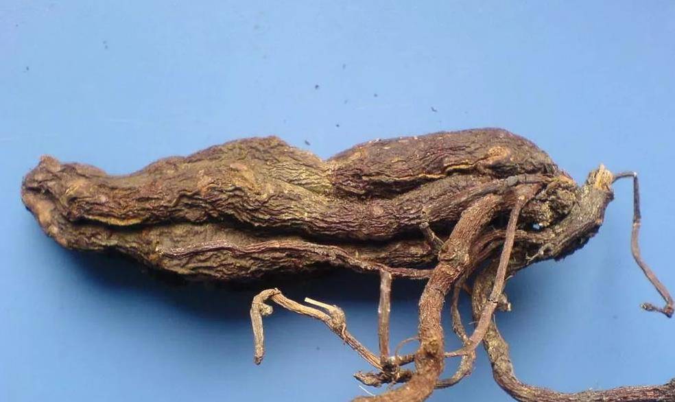 小草乌的魅力与故事