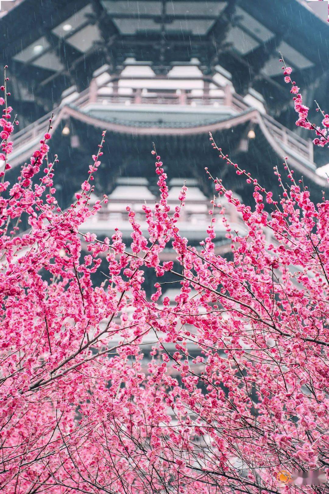 梅花视频app换成什么名字了梅花视频，探寻自然之美