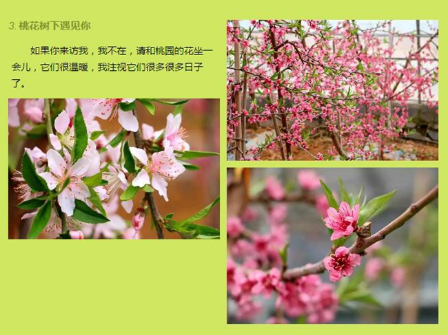 农夫色网址导航，探索农业与网络连接的魅力-第2张图片