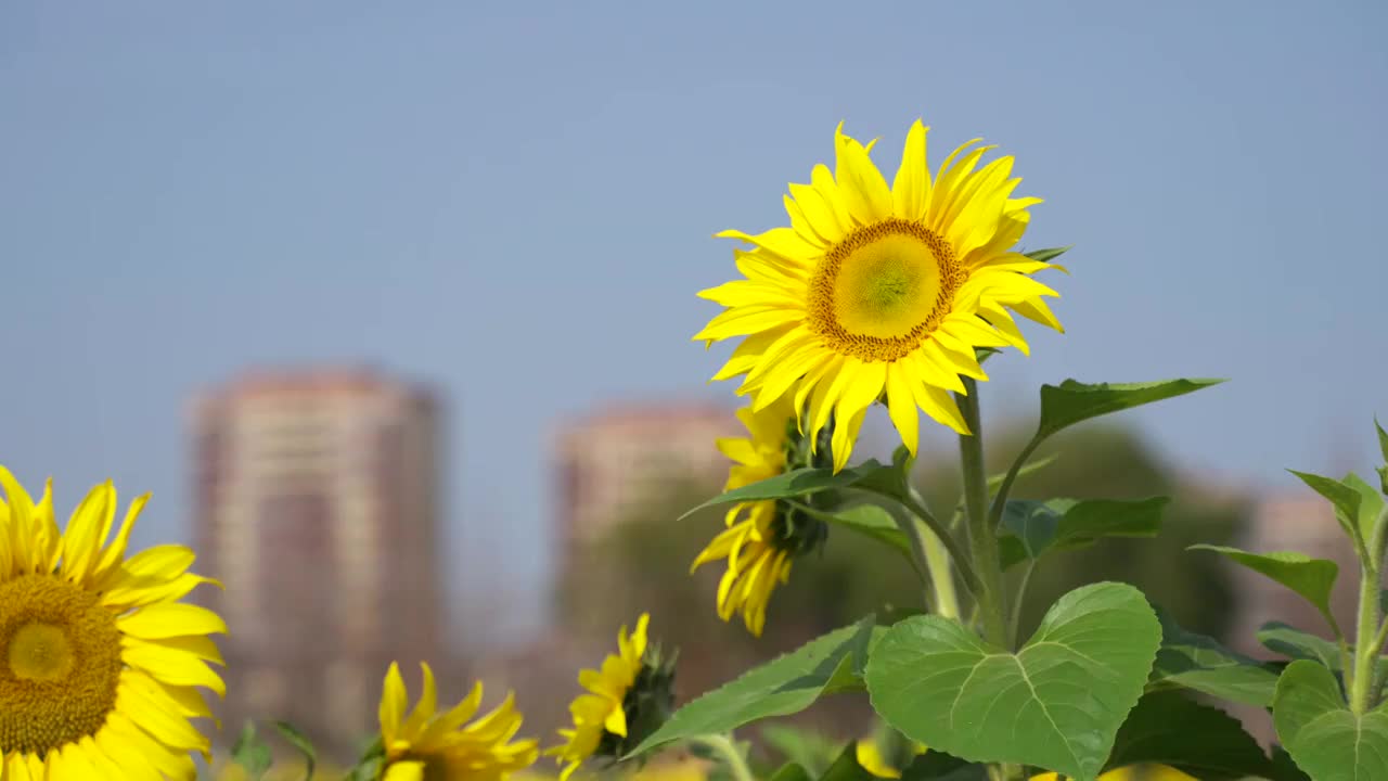 向日葵视频在线观看下载地址安装地址向日葵视频在线观看下载地址IOS版-第2张图片
