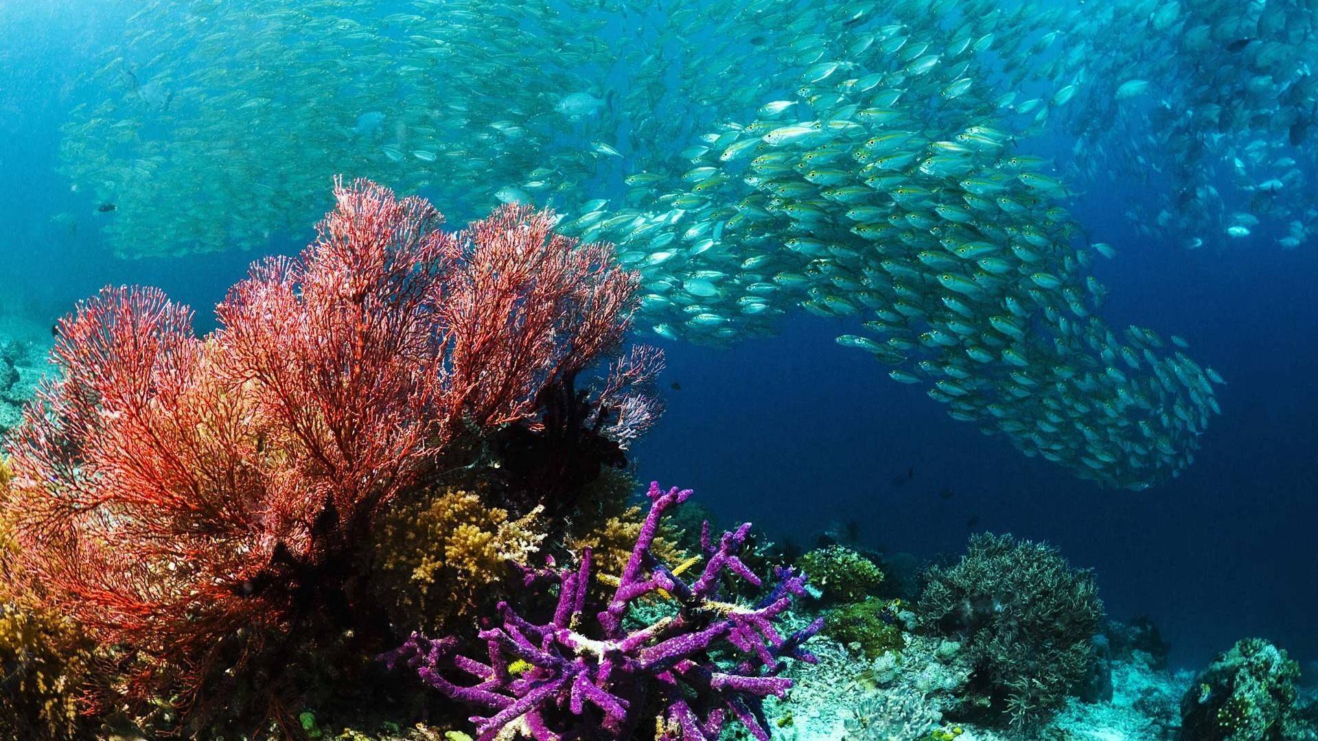 梦幻珊瑚海梦幻珊瑚海，海洋的奇幻世界-第1张图片