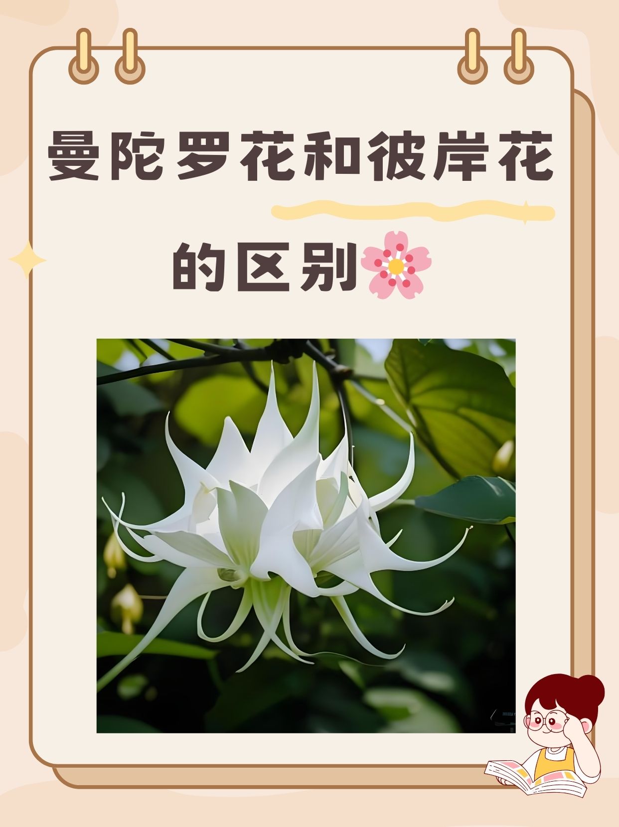 朵莉亚，神秘之花绽放的美丽世界-第2张图片