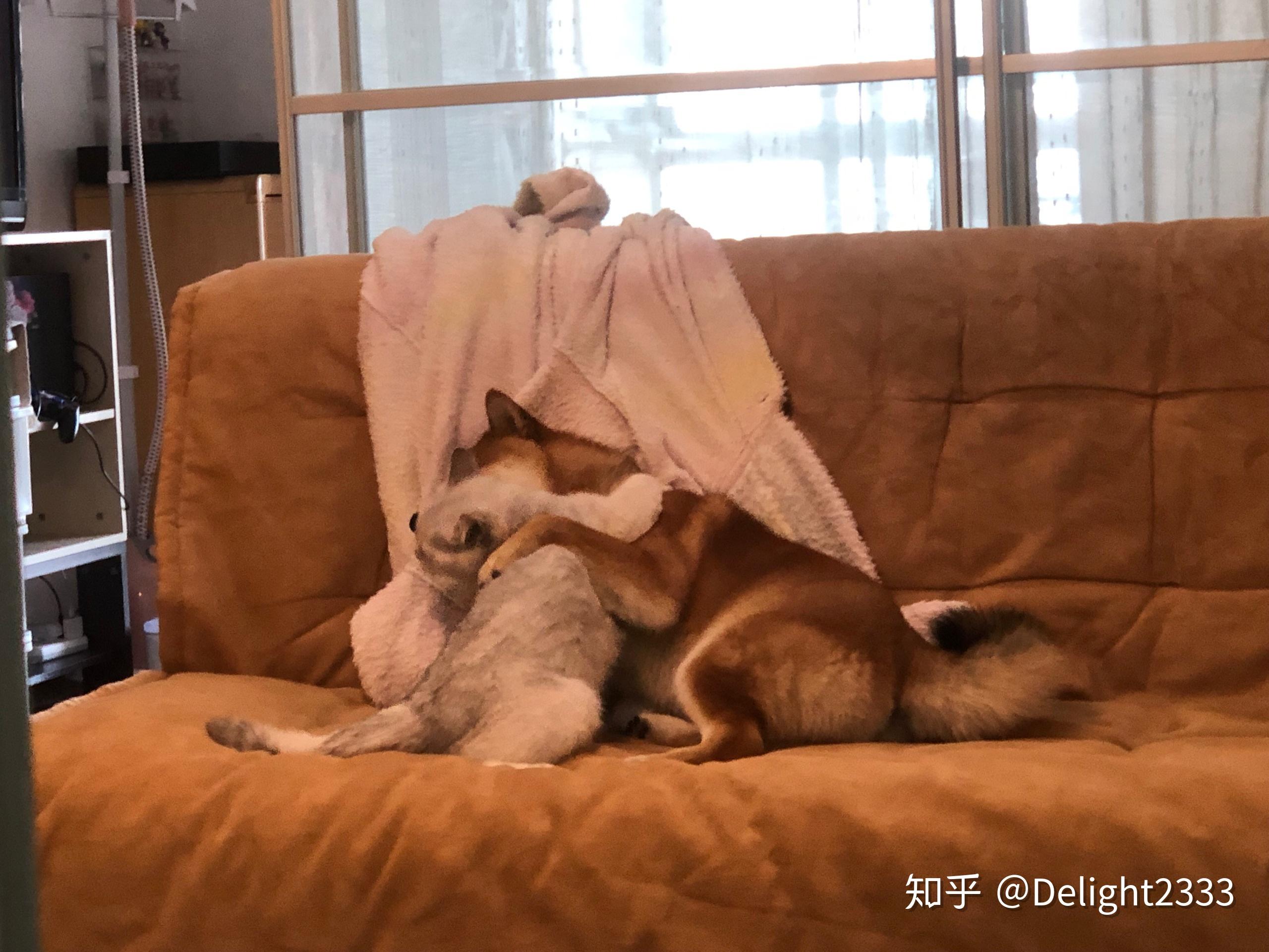 被男友咬小兔兔的感觉知乎被男友咬小兔兔的感觉知乎