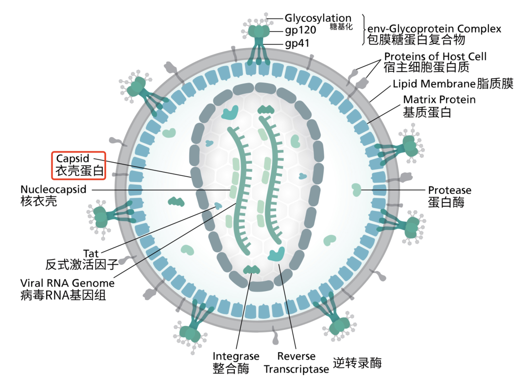含着不拔出HIV，深入解析HIV感染与健康生活-第2张图片