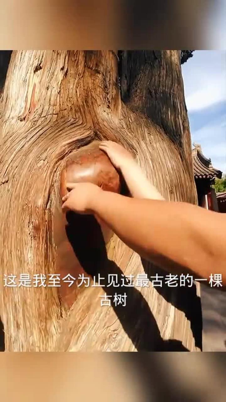 日本风情探秘，日本古树与珍稀植物-第2张图片
