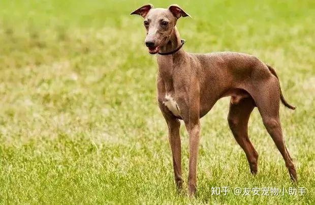 狗狗的速度好快像打桩机狗狗的速度好快，犹如打桩机-第2张图片