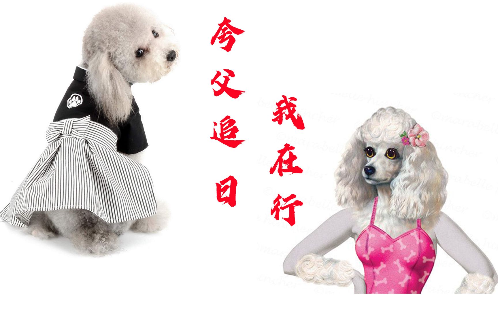 狗狗的速度好快像打桩机狗狗的速度好快，犹如打桩机-第1张图片