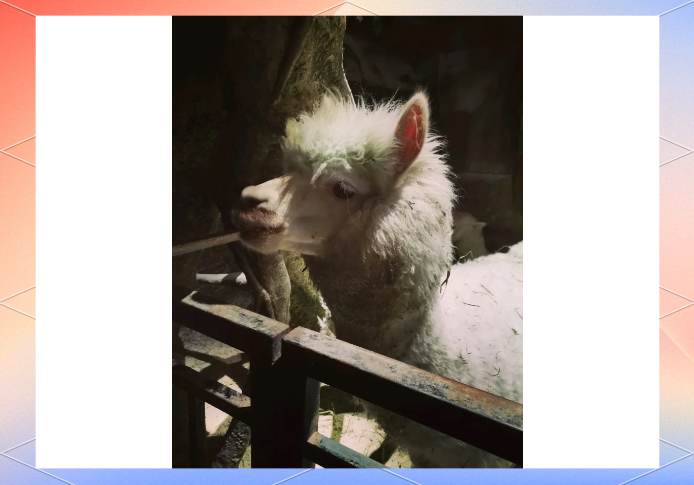 zooskoolknotty人与猪探索人与猪的奇妙世界——从Zoosk、Koolknotty的视角-第3张图片