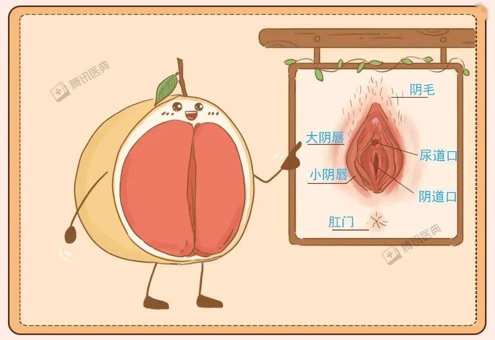 女人没开过包啥样女人巨大荫蒂勃起之美-第1张图片