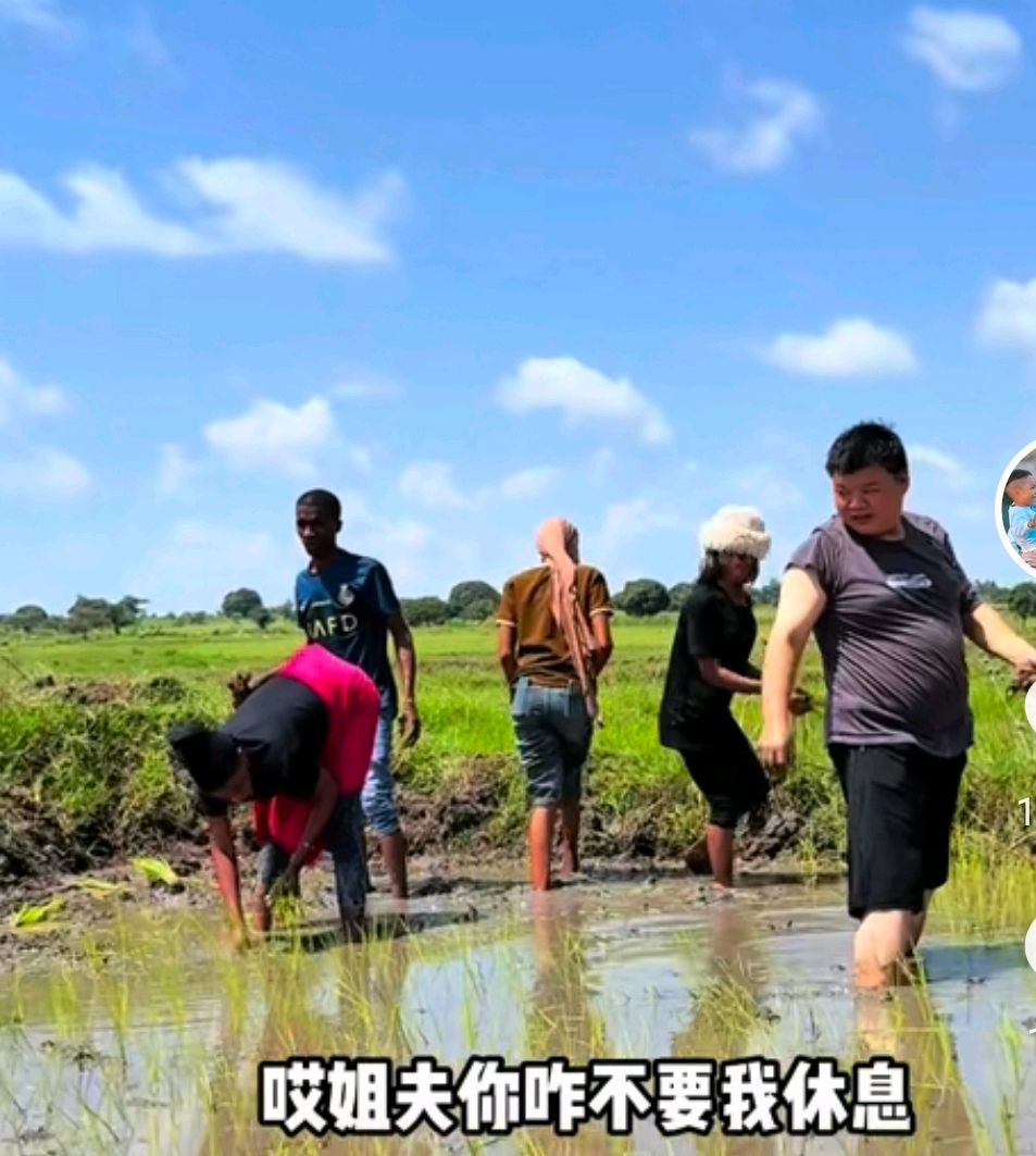 姐妹们你们会喜欢早插秧吗姐妹们，你们会喜欢早插秧吗？-第1张图片