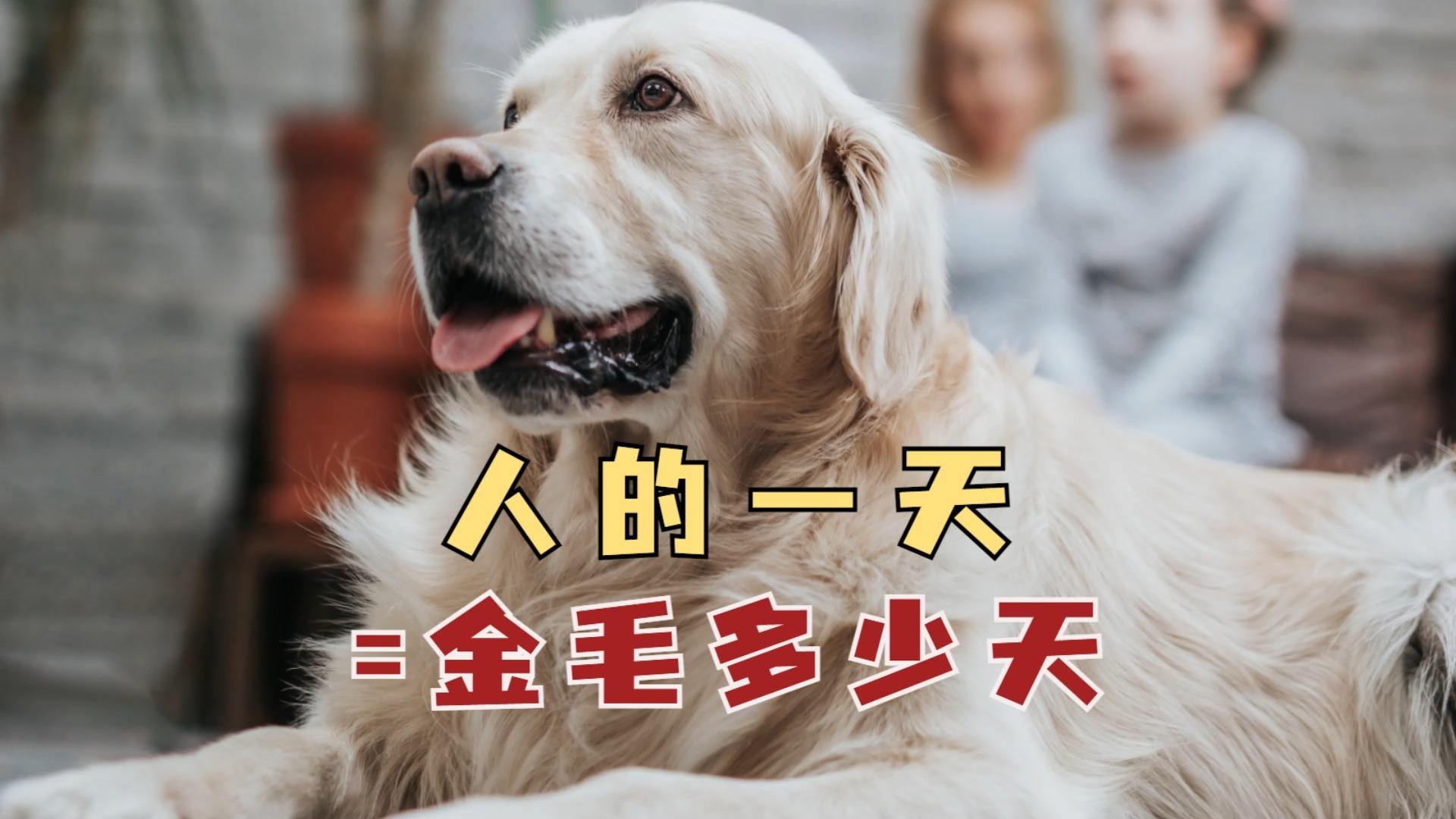 我家狗狗的一天，一次温馨的互动-第3张图片