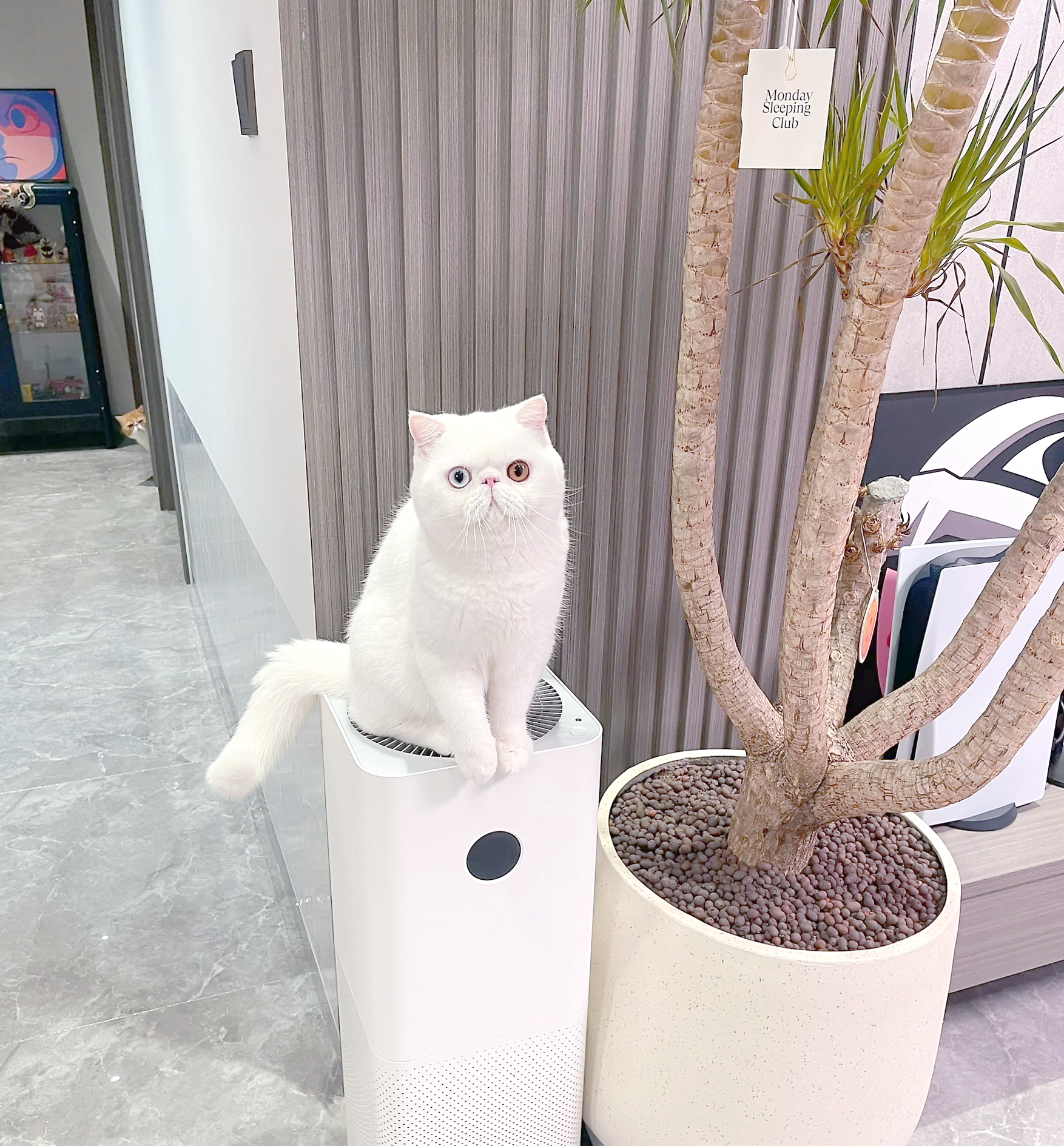 3D猫，神秘世界的萌宠-第3张图片