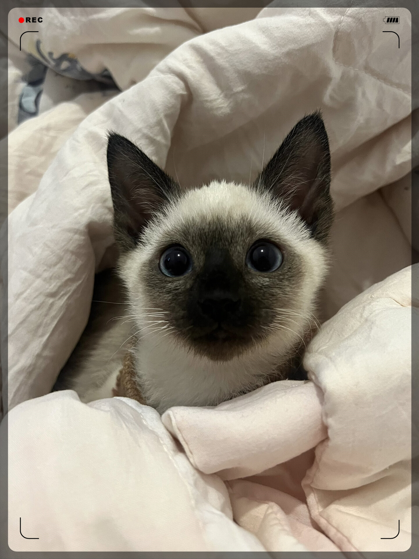 3D猫，神秘世界的萌宠