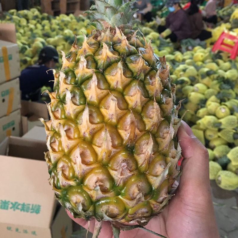 菠萝果菠萝果，热带水果的魅力-第2张图片