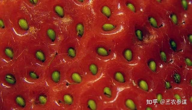 草莓视频未满十八岁能看吗草莓视频未满十八，内容与警示-第1张图片