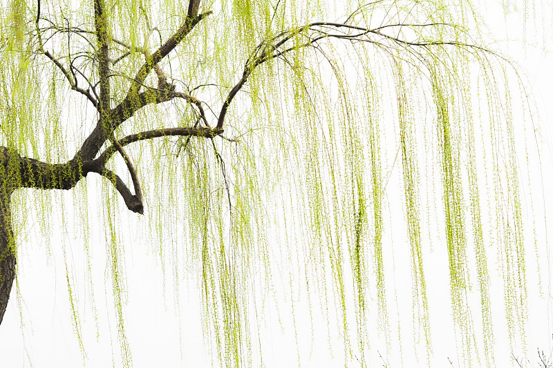 白玉河边双插柳枝发清河万万家小说白玉河边双插柳枝发清河万万家-第1张图片