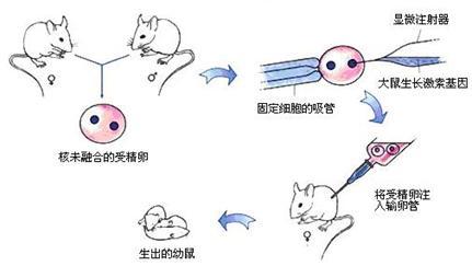 得到超级肉禽系统，解锁高效养殖新篇章-第2张图片