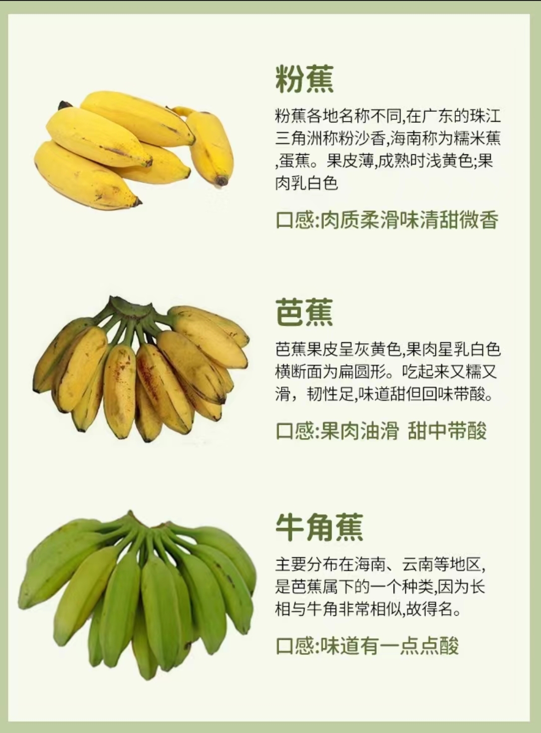 香蕉国产的拼音香蕉国产之路，品质与发展的探索-第2张图片