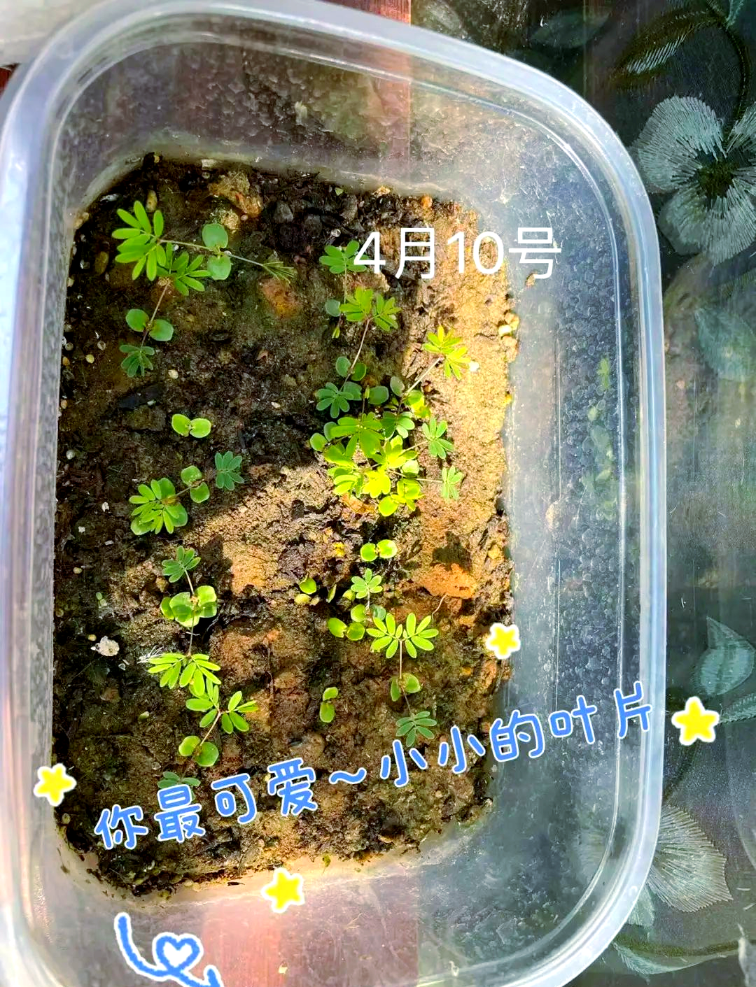 探索fi18cc含羞草官网，全面了解与购买指南-第2张图片