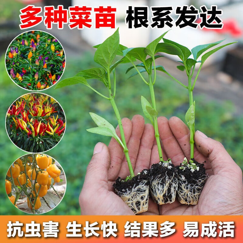秋葵草莓丝瓜黄瓜榴莲污统计秋葵草莓丝瓜黄瓜榴莲污统计-第1张图片