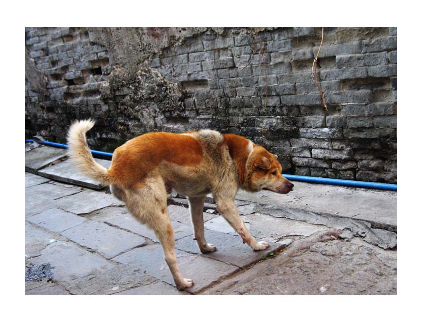 三脚猫论坛，探索网络交流的新天地