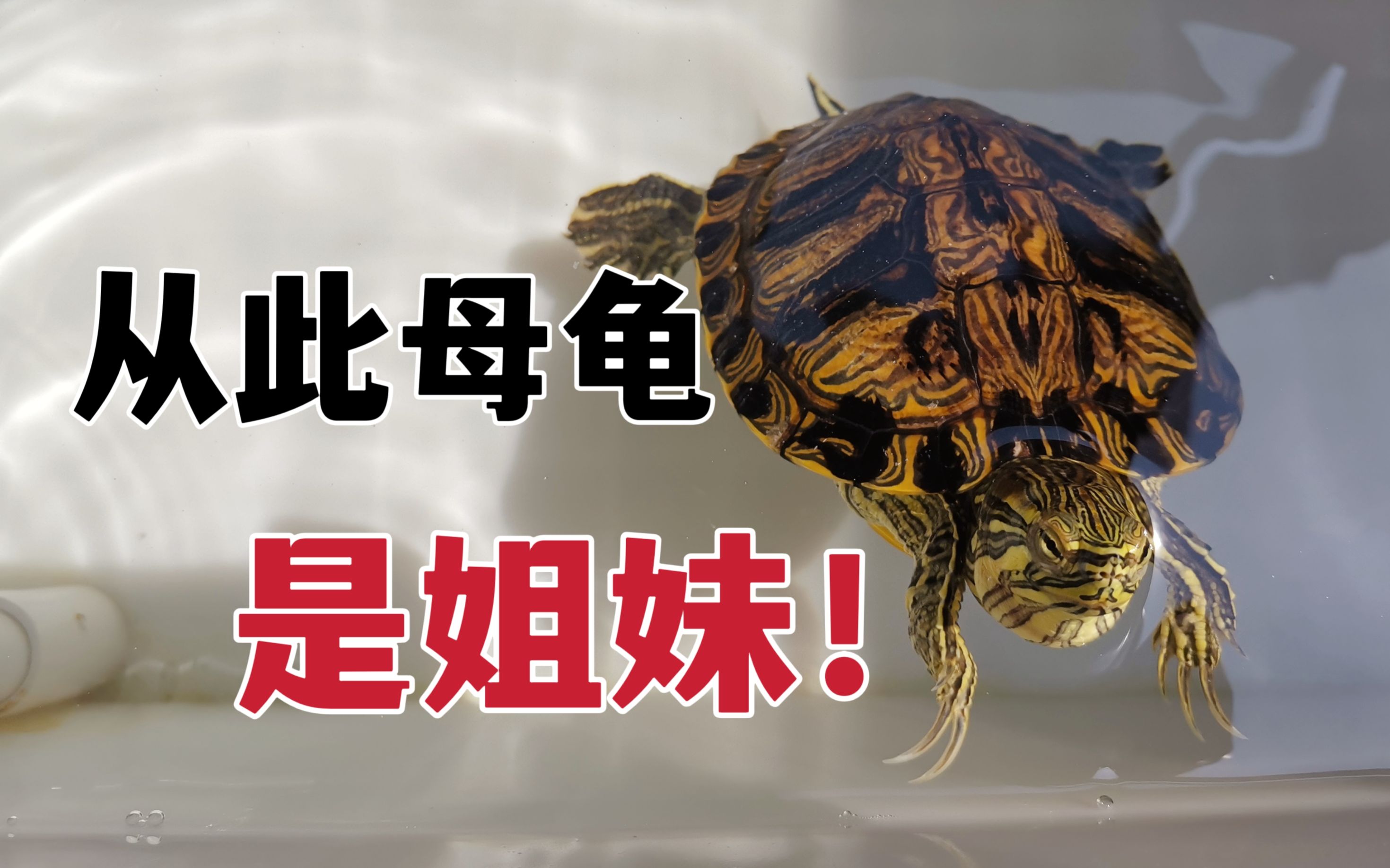 公翁大龟挺进我的小世界