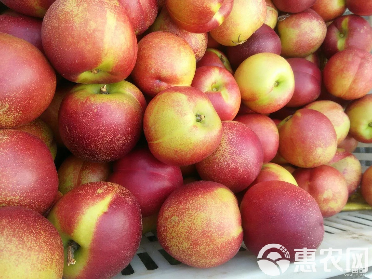 9612黄桃视频页面9612黄桃网站进入页面图片介绍