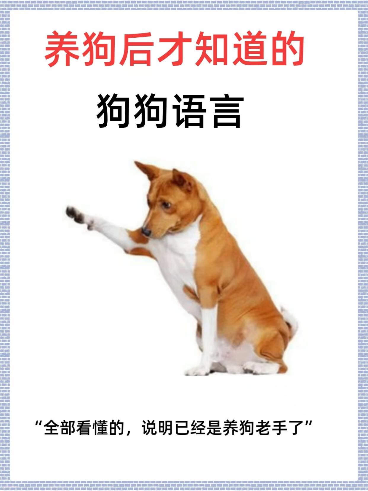 狗的速度很快又大又烫狗的速度与力量