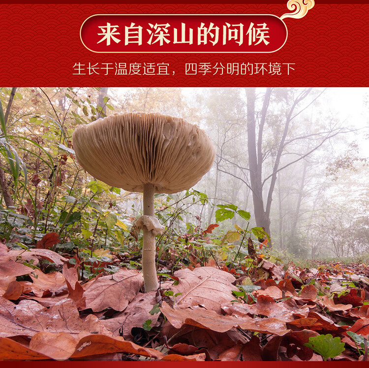 精产国品一二三产区蘑菇视频介绍-第2张图片