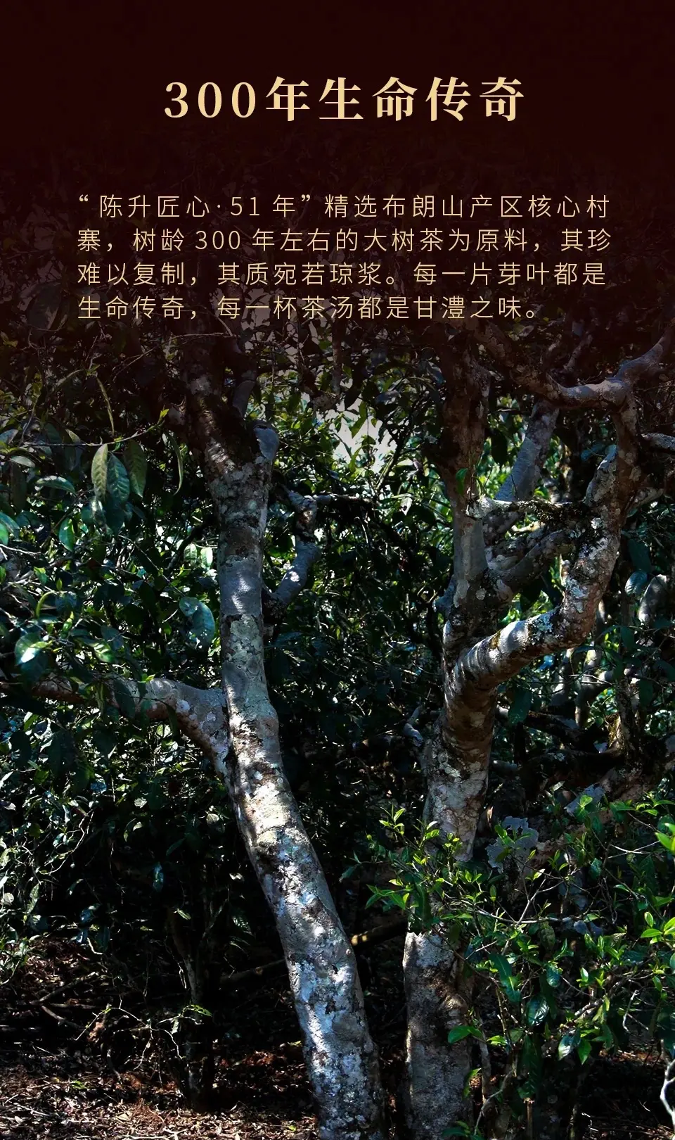 陈升茶厂陈升茶厂，传统与现代的完美结合-第3张图片