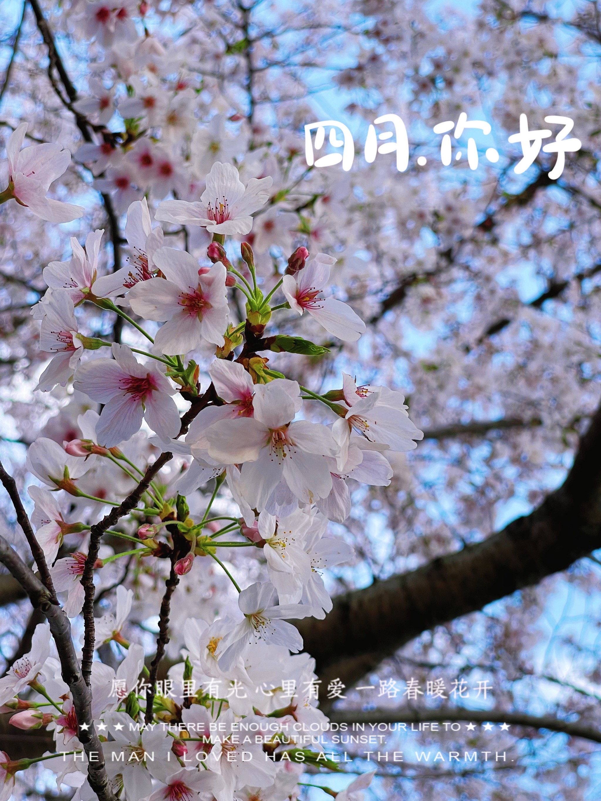 樱花官网官方进入版网址2023樱花官网官方进入版网址2023-第1张图片