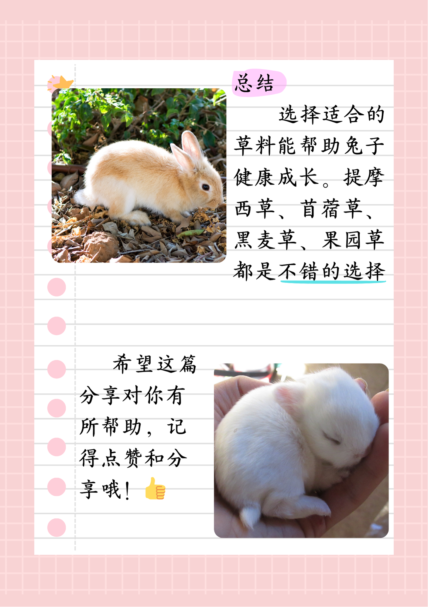 英语老师让我吃她的兔子可以吗翻译英语老师让我吃她的兔子-第1张图片