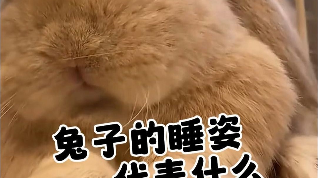 我的兔子好软水好多H15我的兔子好软绵绵-第2张图片