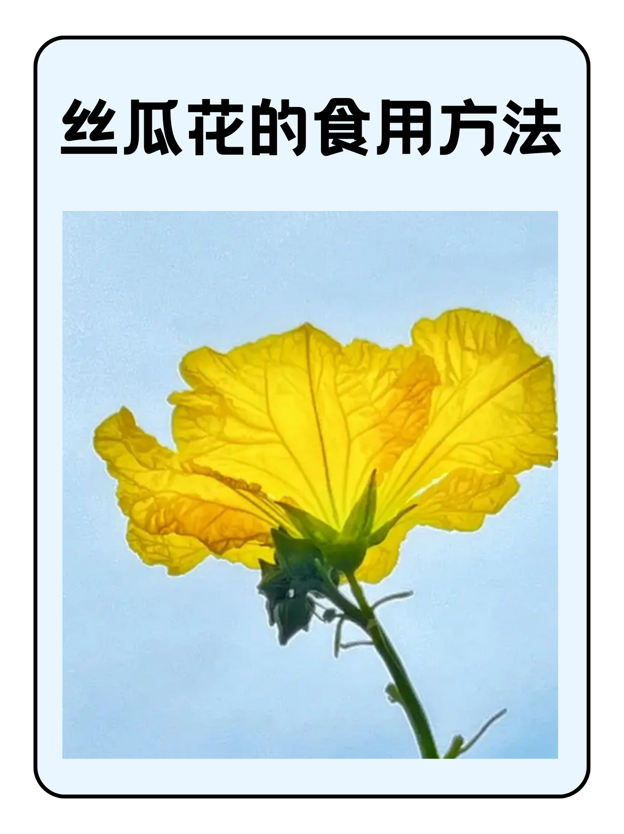 丝瓜草莓向日葵-第2张图片