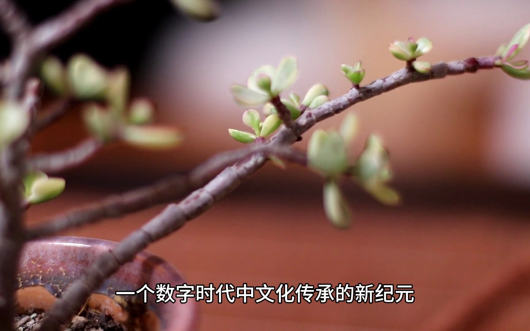 91视频www91视频，探索数字时代的视频新纪元-第2张图片