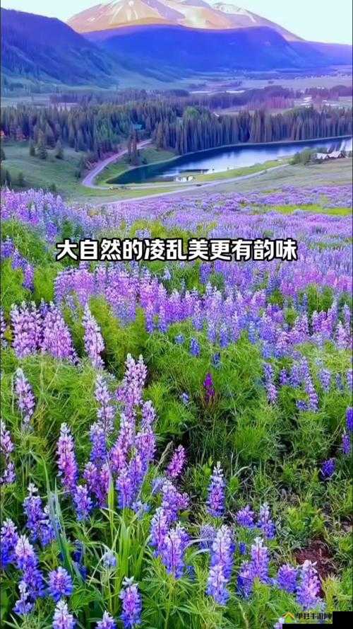 野花日本HD免费高清版8野花日本HD免费高清版8，探寻自然之美-第3张图片