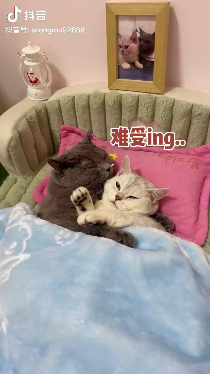 猫咪U9有你有我足矣-第2张图片