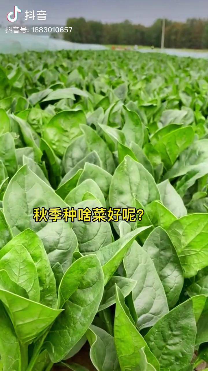 菠菜网haobc菠菜网HAOBC，引领绿色生活的新窗口-第1张图片