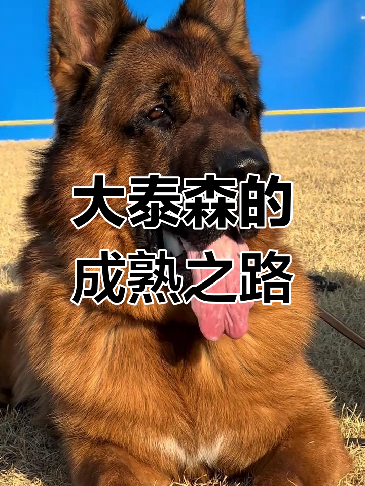 狗狗的东西一放里就变大狗狗的东西一放里就变大